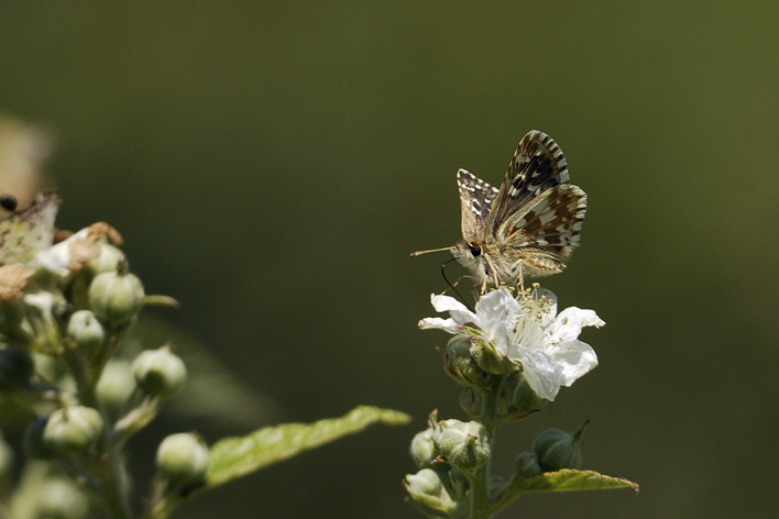 Identificazione Pyrgus